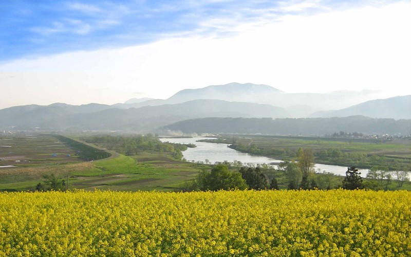 新緑と花の芽が雪の下から顔を出して、雪が溶けると北信地方の春が訪れます。5月には辺り一面の菜の花畑が広がります。