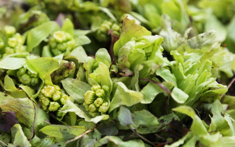 野沢温泉は山菜の宝庫。ふきのとう、たらの芽、根曲がり竹、など旬の味覚を楽しめます。