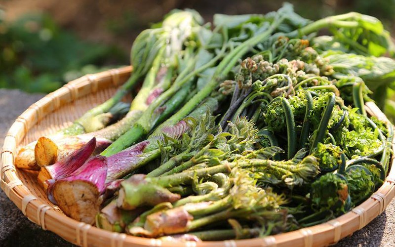 野沢温泉は山菜の宝庫。ふきのとう、たらの芽、根曲がり竹、など旬の味覚を楽しめます。