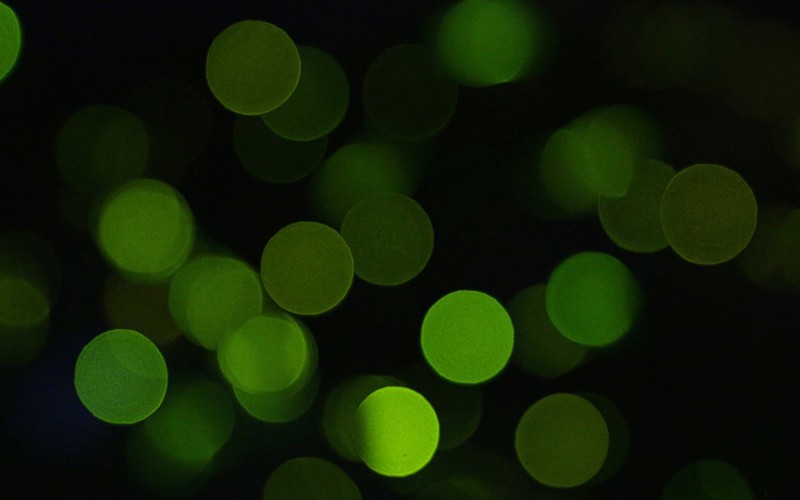 梅雨に入り6月になると、温泉街のあちこちでホタルをみることができます。