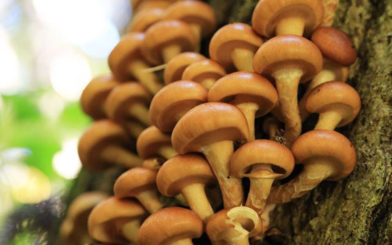 秋の野沢はキノコの宝庫。中島屋旅館でも旬の味覚をお楽しみいただけます。