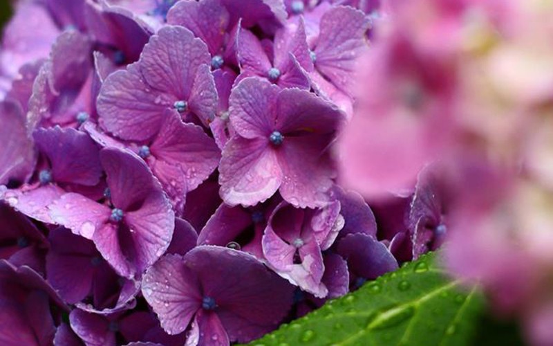 夏が近づいてくるとアジサイが見頃になります。温泉街のアジサイは雨に濡れてより色濃くキレイです。情緒ある温泉街散策をお楽しみください。
