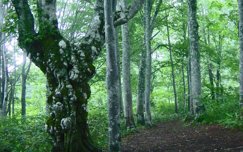 北信地方はブナ林の宝庫。森林セラピー基地に認定されている森が近隣に複数あります。心も身体もリフレッシュできますよ。